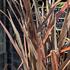 Phormium tenax 'Alison Blackman'_2.JPG