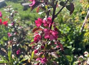 Jabloň okrasná Sieboldova 'Scarlett' - Malus toringo 'Scarlett'
