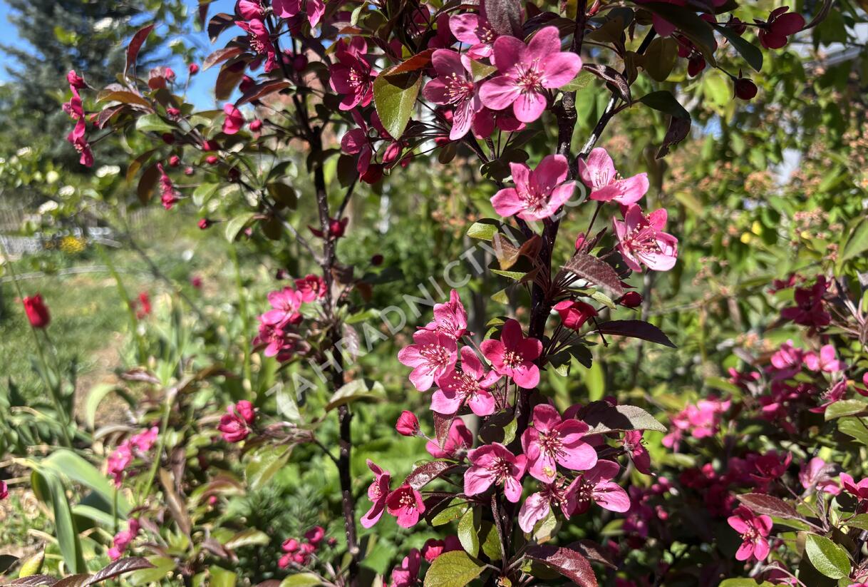Jabloň okrasná Sieboldova 'Scarlett' - Malus toringo 'Scarlett'