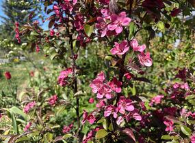 Jabloň okrasná Sieboldova 'Scarlett' - Malus toringo 'Scarlett'
