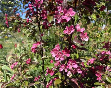 Jabloň okrasná Sieboldova 'Scarlett'
