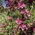 Malus toringo 'Scarlett'.JPG