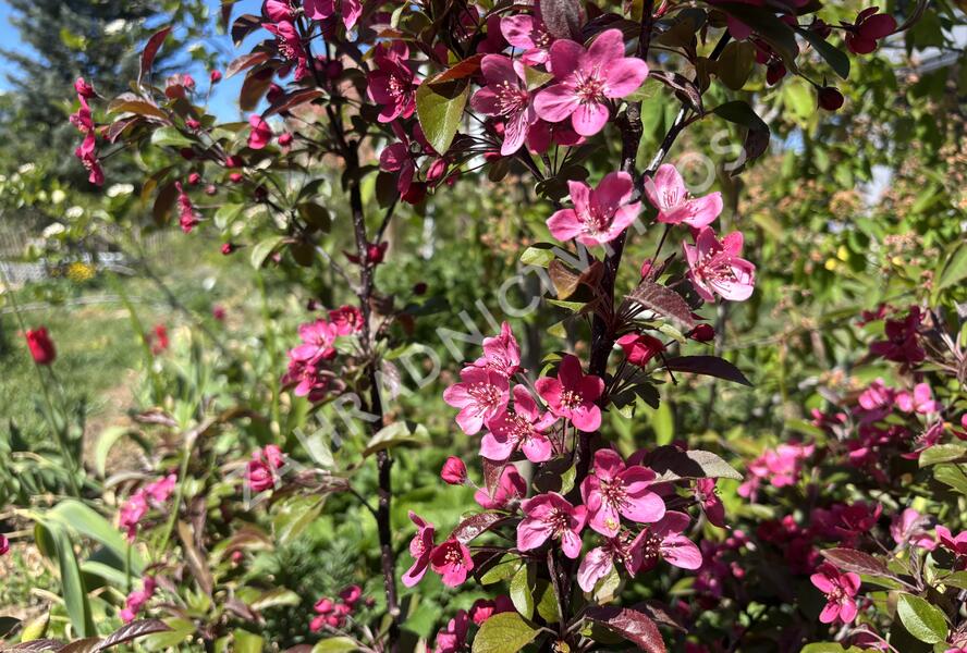 Jabloň okrasná Sieboldova 'Scarlett' - Malus toringo 'Scarlett'