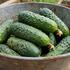 Cucumis sativus 'Restina' - roubovaná.jpg