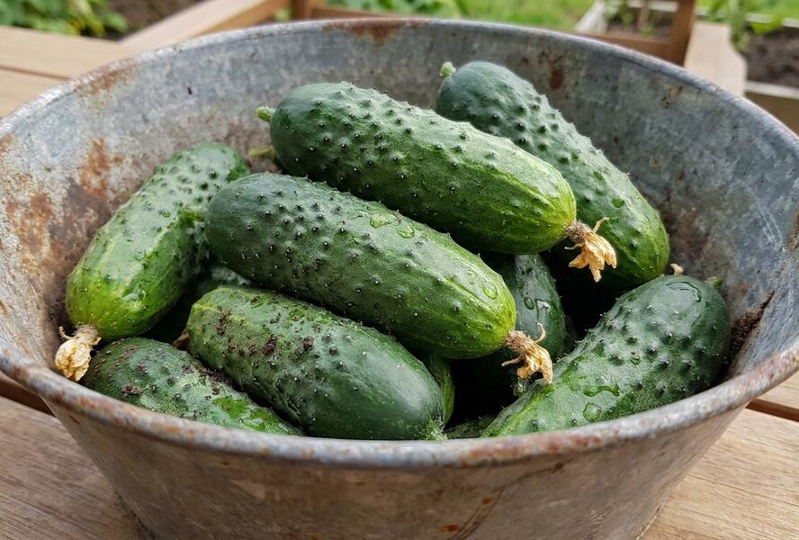 Okurka nakládačka 'Restina'- roubovaná - Cucumis sativus 'Restina' - roubovaná