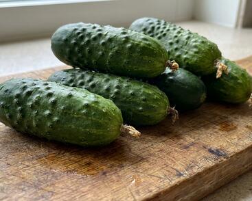 Okurka nakládačka 'Anya' F1 - roubovaná