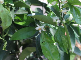 Citroník číský - Citrus sinensis