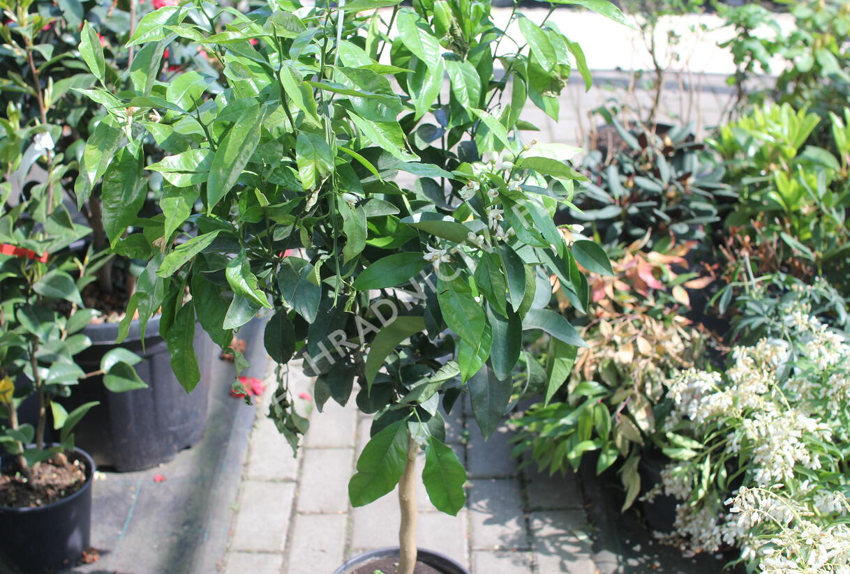 Citroník číský - Citrus sinensis