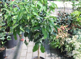 Citroník číský - Citrus sinensis