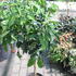 Citrus sinensis.JPG