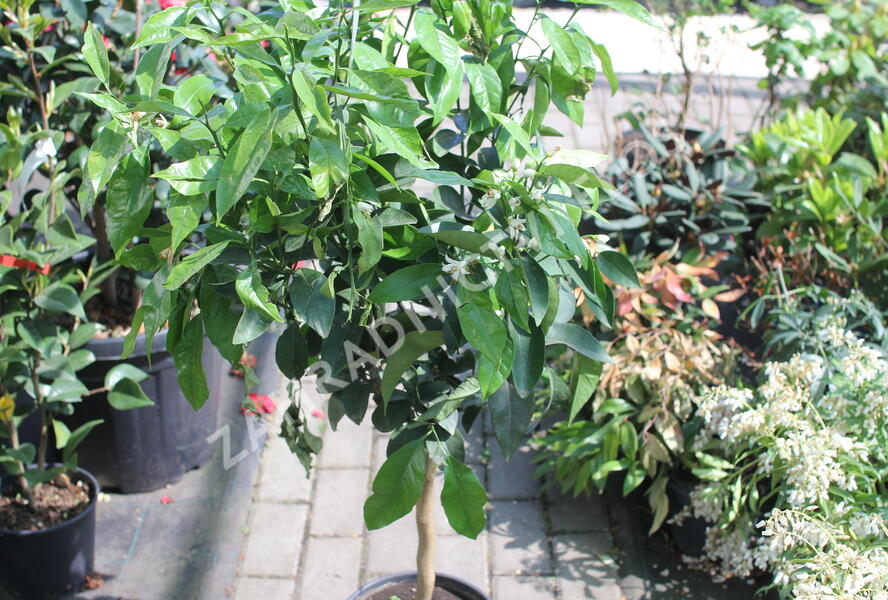 Citroník číský - Citrus sinensis