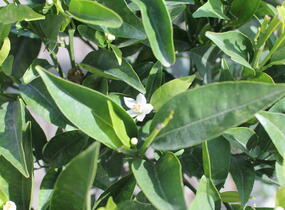 Mandarinka klementina - Citrus clementina