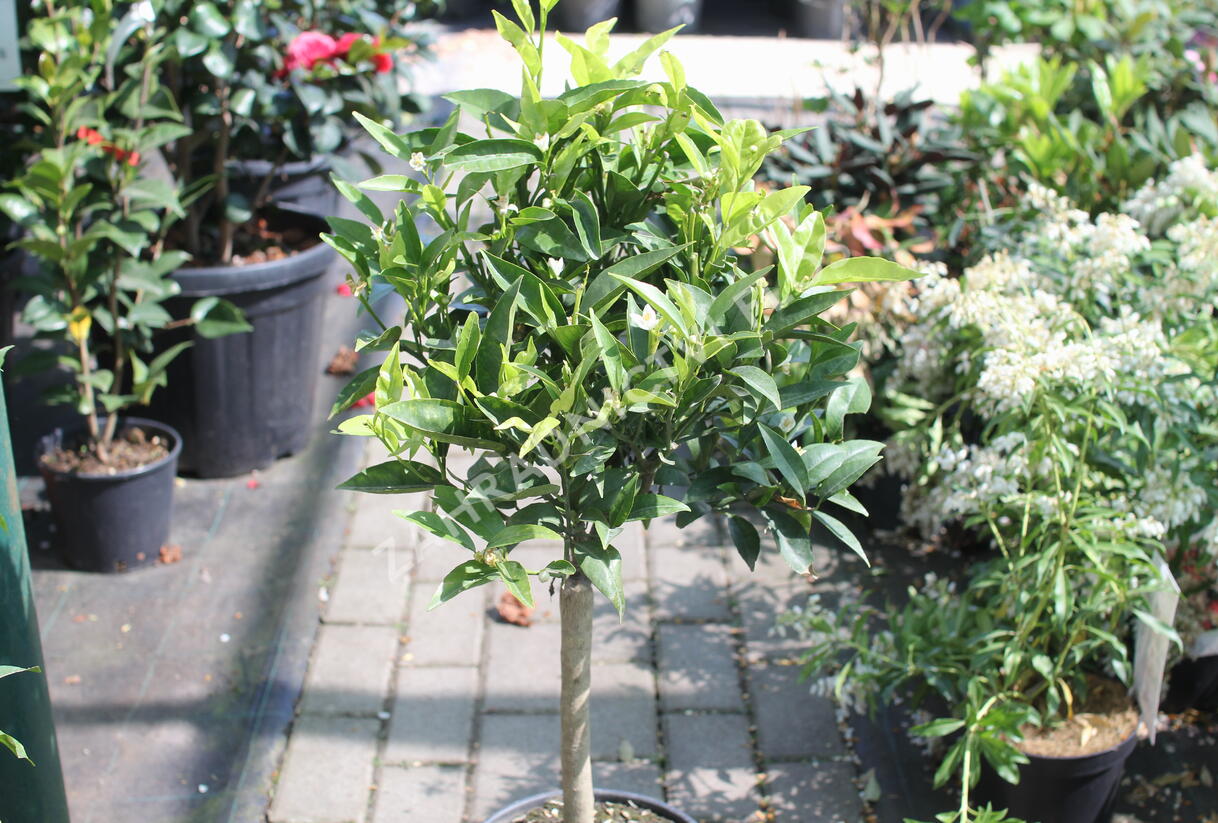 Mandarinka klementina - Citrus clementina