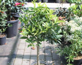 Mandarinka klementina