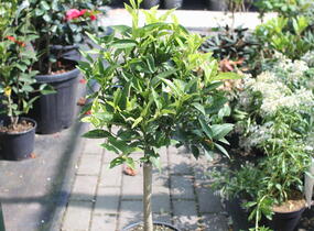 Mandarinka klementina - Citrus clementina
