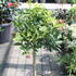 Citrus clementina.JPG