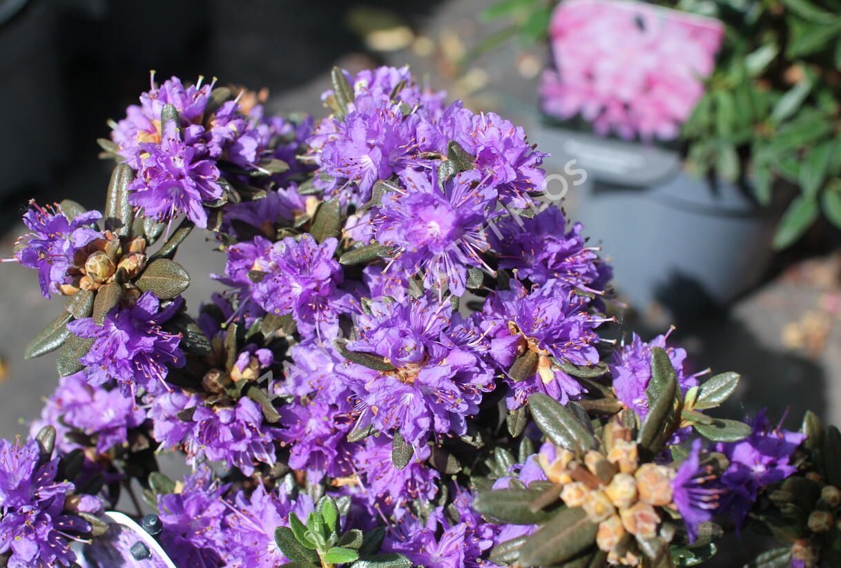 Pěnišník obtížený 'Azurika' - Rhododendron impeditum 'Azurika'