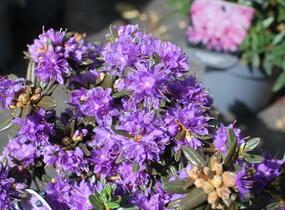 Pěnišník obtížený 'Azurika' - Rhododendron impeditum 'Azurika'