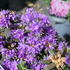 Rhododendron impeditum 'Azurika'.JPG