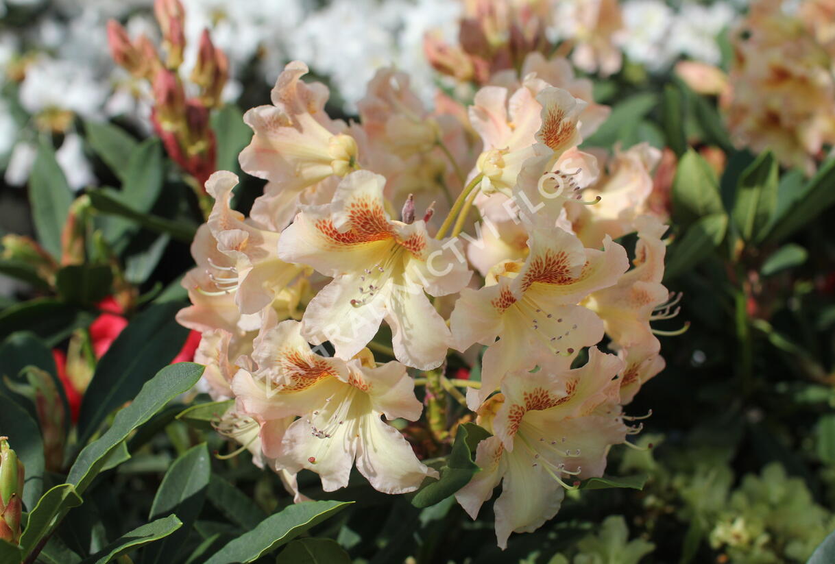 Pěnišník 'Bernstein' - Rhododendron (T) 'Bernstein'