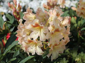 Pěnišník 'Bernstein' - Rhododendron (T) 'Bernstein'