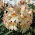 Rhododendron (T) 'Bernstein'.JPG