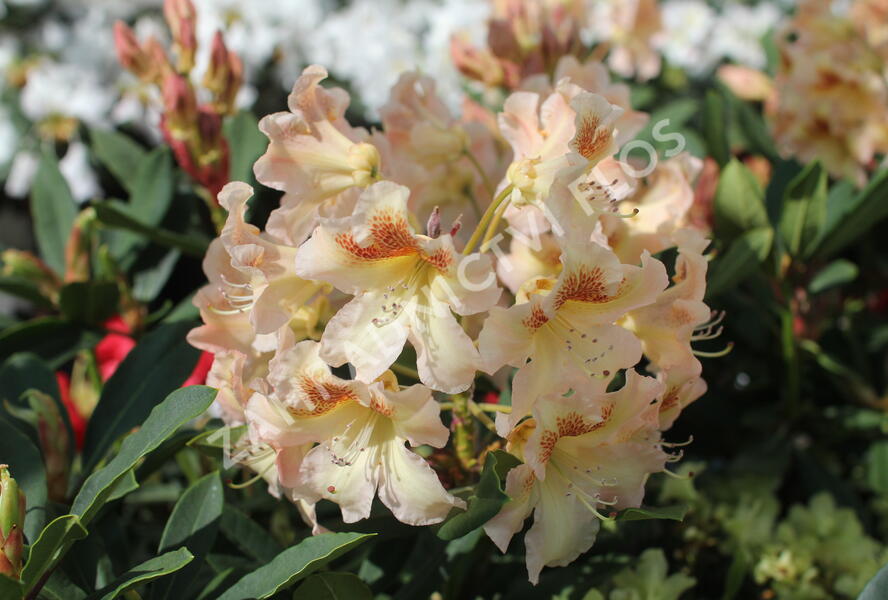 Pěnišník 'Bernstein' - Rhododendron (T) 'Bernstein'