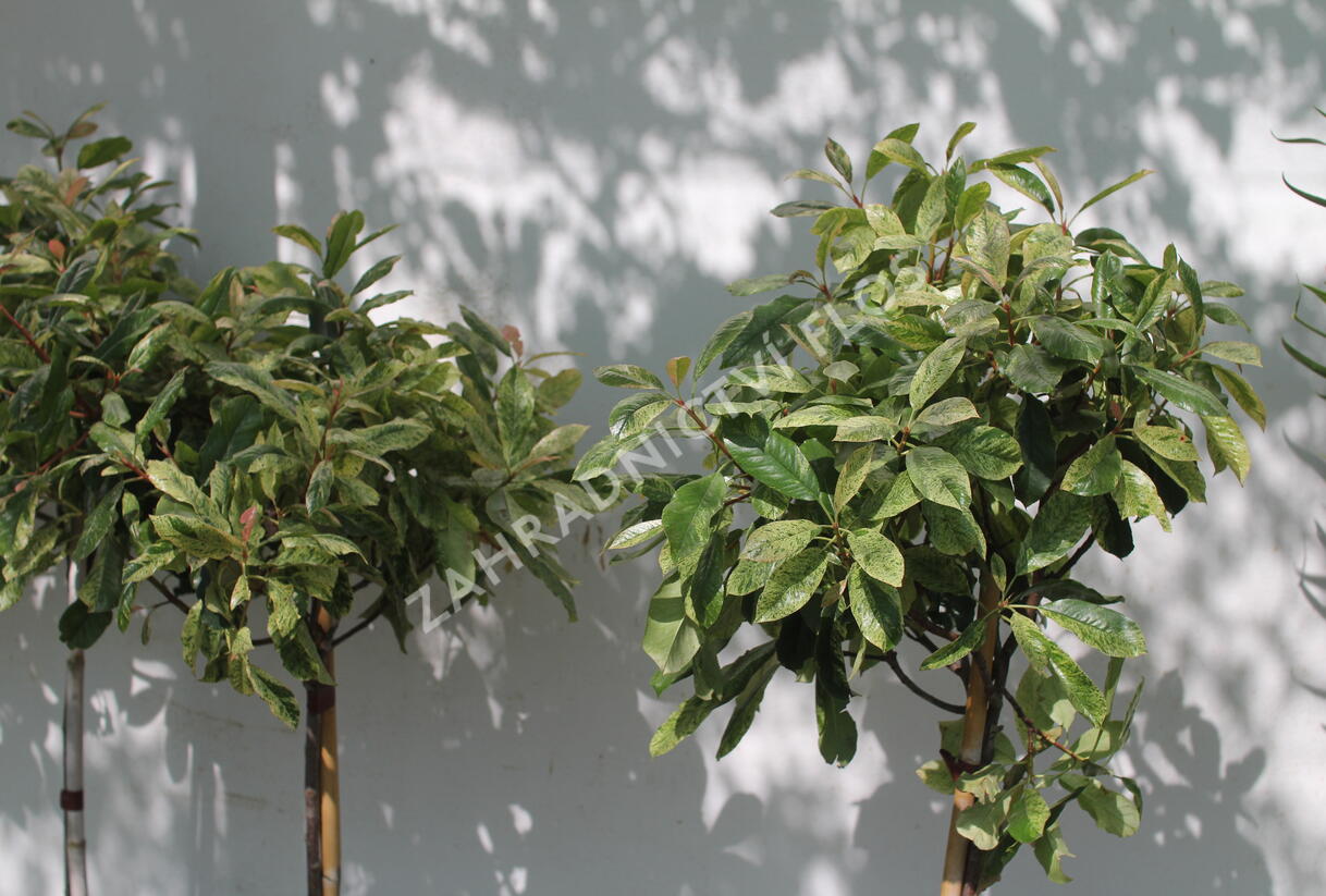 Blýskavka čínská 'Pink Crispy' - Photinia serratifolia 'Pink Crispy'