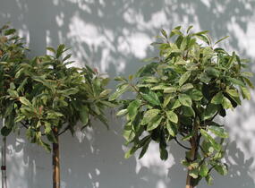 Blýskavka čínská 'Pink Crispy' - Photinia serratifolia 'Pink Crispy'