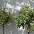 Photinia serratifolia 'Pink Crispy'.JPG