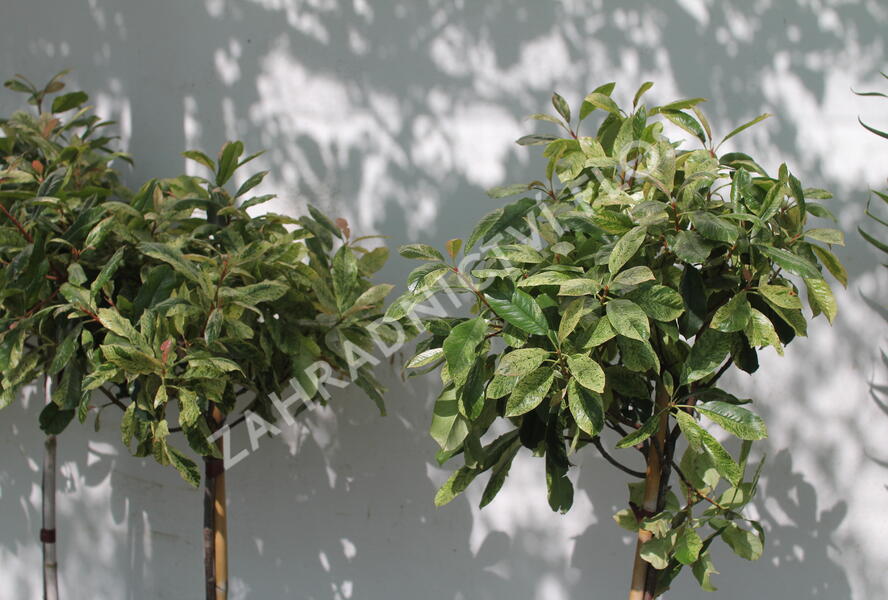 Blýskavka čínská 'Pink Crispy' - Photinia serratifolia 'Pink Crispy'