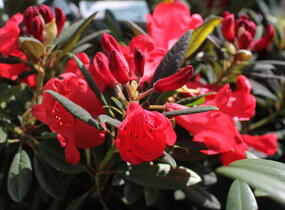 Pěnišník 'Elizabeth Red Foliage' - Rhododendron 'Elizabeth Red Foliage'
