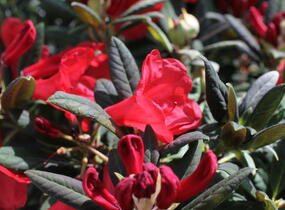 Pěnišník 'Elizabeth Red Foliage' - Rhododendron 'Elizabeth Red Foliage'