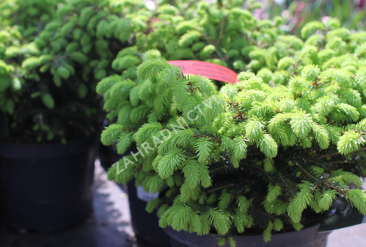 Smrk ztepilý 'Nidiformis' - Picea abies 'Nidiformis'