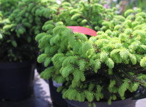 Smrk ztepilý 'Nidiformis' - Picea abies 'Nidiformis'