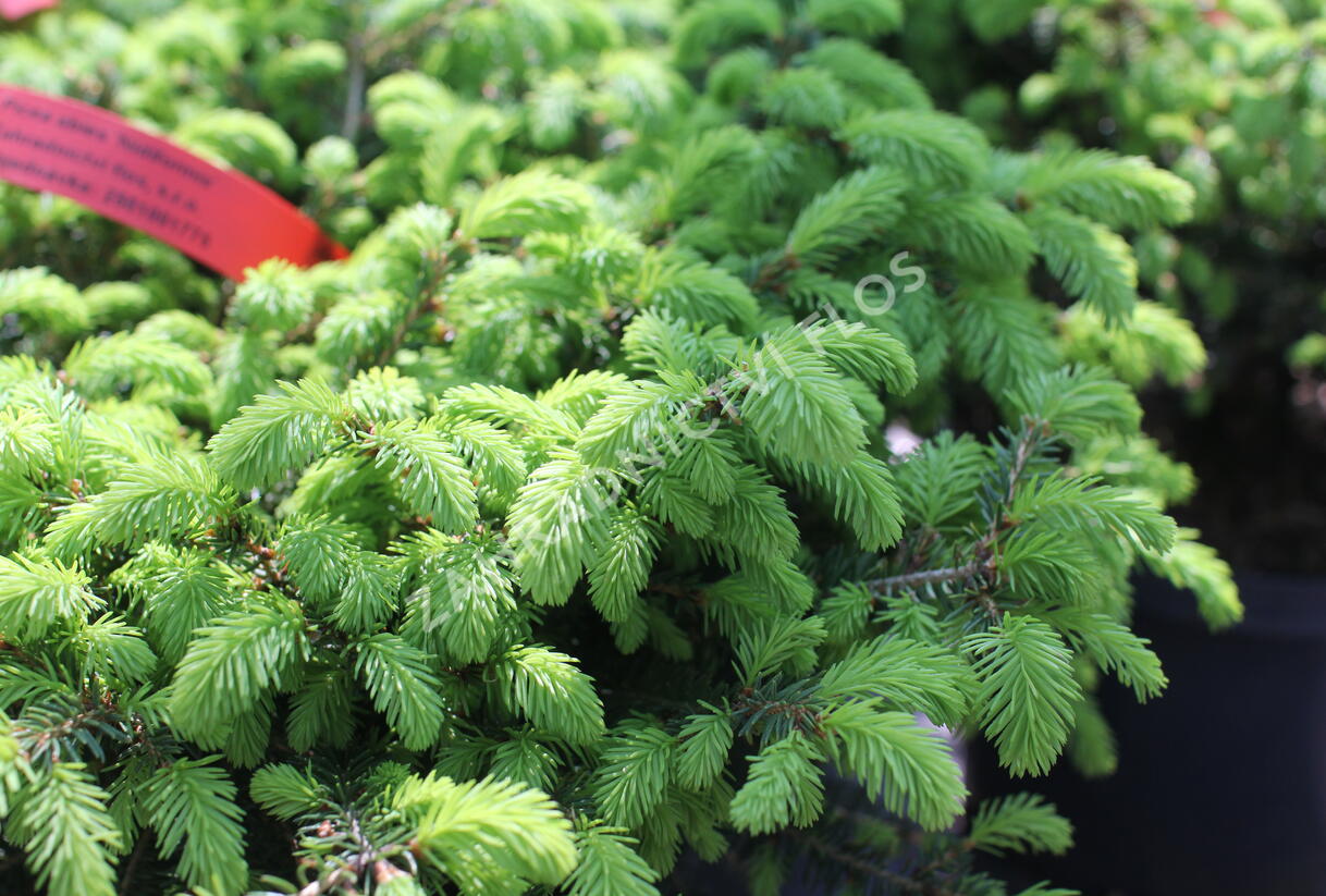 Smrk ztepilý 'Nidiformis' - Picea abies 'Nidiformis'