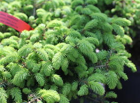 Smrk ztepilý 'Nidiformis' - Picea abies 'Nidiformis'