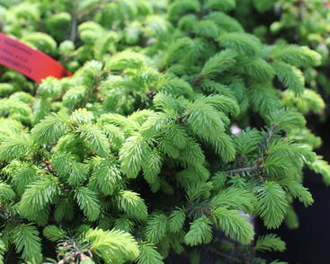 Smrk ztepilý 'Nidiformis'