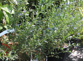 Latnatec azurový 'Concha' - Ceanothus azureus 'Concha'