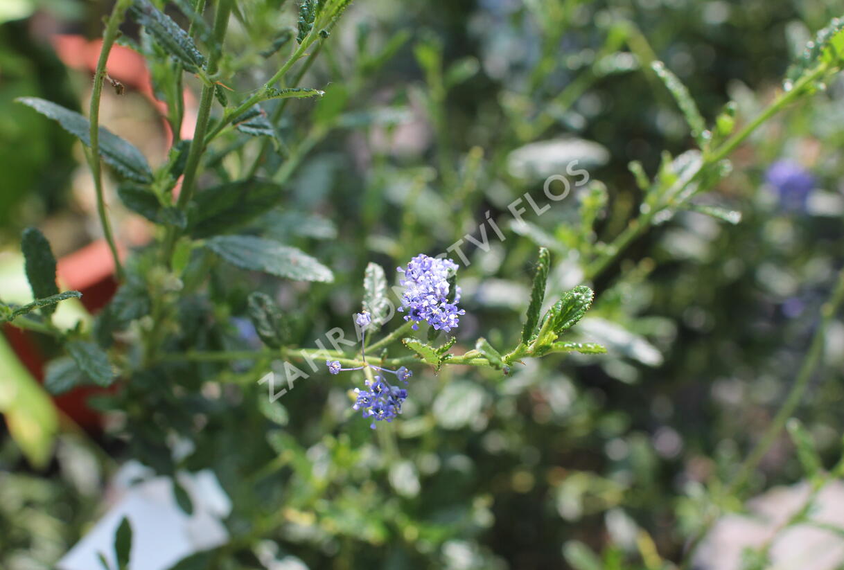 Latnatec azurový 'Concha' - Ceanothus azureus 'Concha'