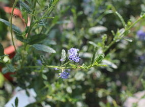 Latnatec azurový 'Concha' - Ceanothus azureus 'Concha'