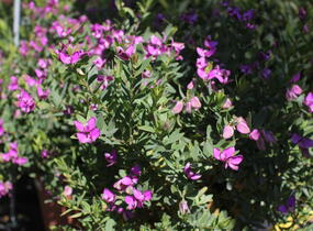 Vítod myrtolistý - Polygala myrtifolia