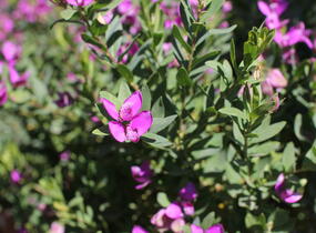 Vítod myrtolistý - Polygala myrtifolia