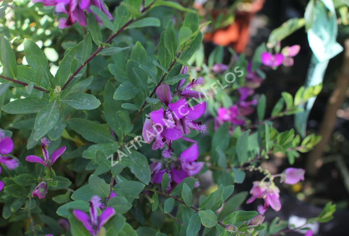 Vítod myrtolistý - Polygala myrtifolia