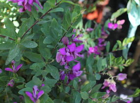 Vítod myrtolistý - Polygala myrtifolia