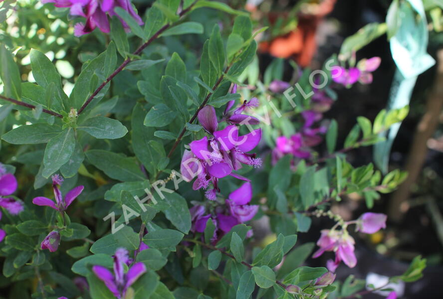 Vítod myrtolistý - Polygala myrtifolia