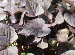 Povíjnice batátová 'Sidekick Heart Black' - Ipomoea batatas 'Sidekick Heart Black'