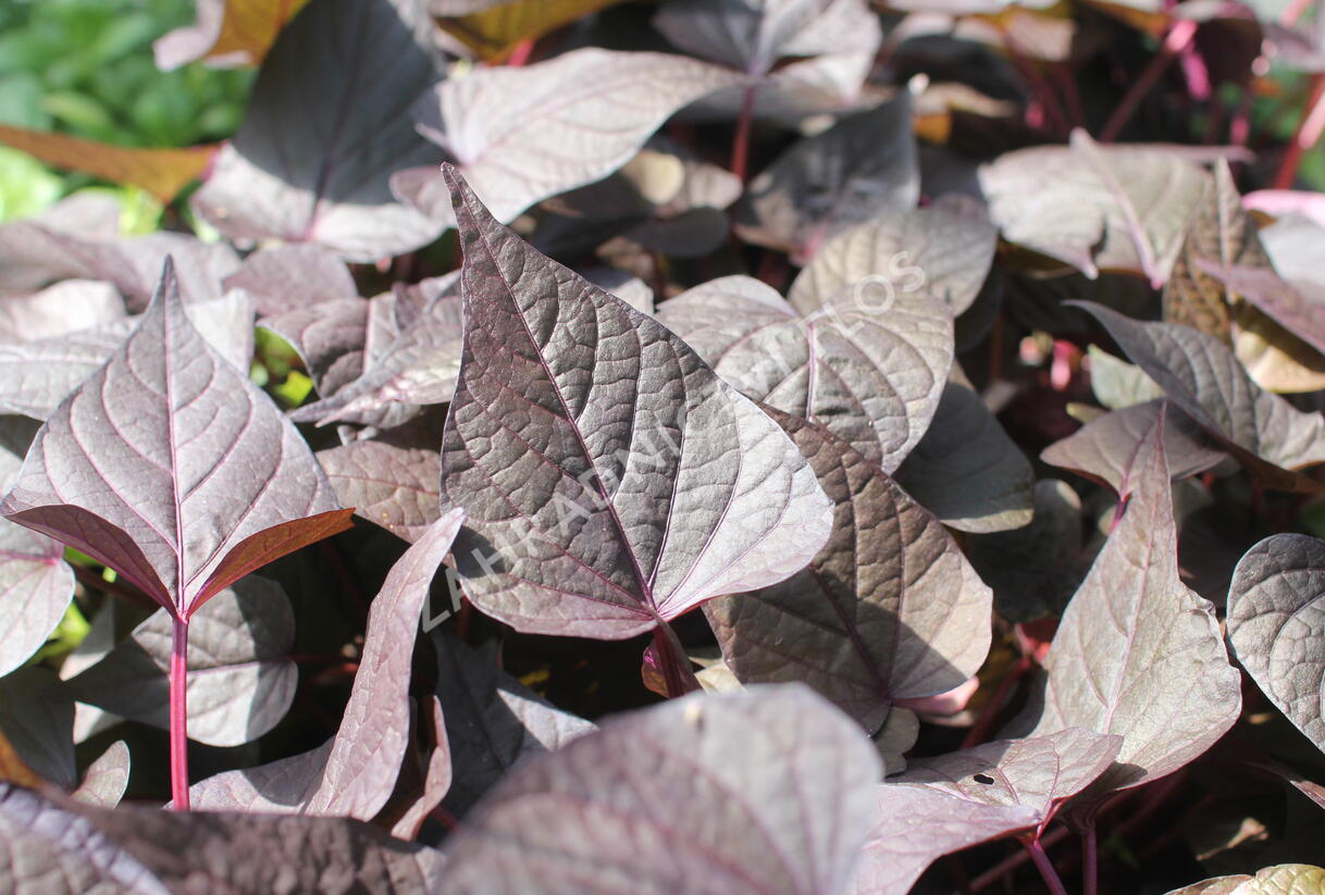 Povíjnice batátová 'Sidekick Heart Black' - Ipomoea batatas 'Sidekick Heart Black'