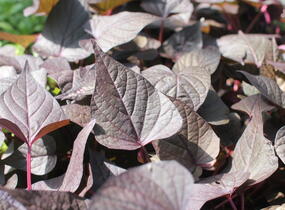 Povíjnice batátová 'Sidekick Heart Black' - Ipomoea batatas 'Sidekick Heart Black'