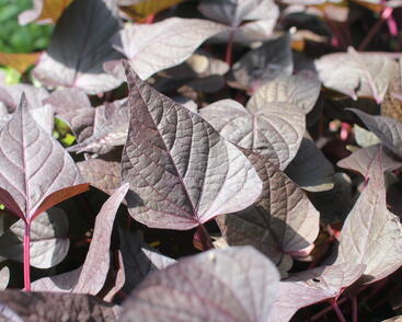 Povíjnice batátová 'Sidekick Heart Black'